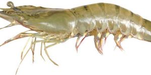 Vannamei Shrimp