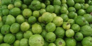 Fresh Guava