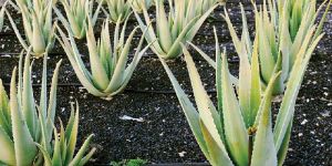 Aloevera Baby Plants
