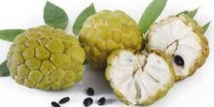 Yellow Custard Apple