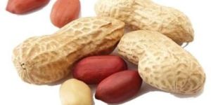 Peanut