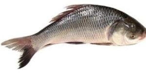 Catla Fish