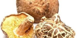 Dried Shiitake Mushroom