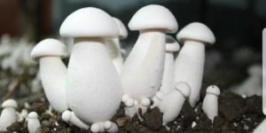 Milky White Mushroom