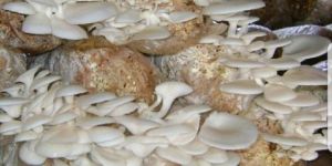 Oyster Mushroom