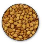 Coriander Seeds