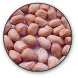 Peanut