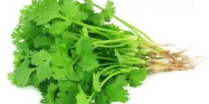 Coriander