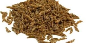 Cumin