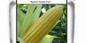 Sweetcorn Seeds