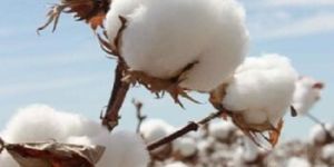 Raw Cotton