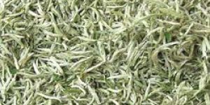 White Tea