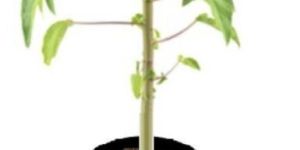 Red Lady Papaya Plant