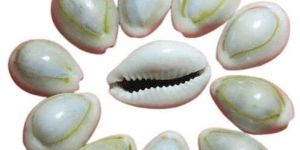 KAUDI (11 PIECES) FOR LAXMI PUJA