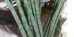 Organic Green Drumstick