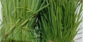 Organic Wheatgrass Leaf