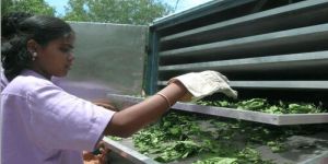 HERB SOLAR DRYER