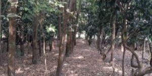 Red Sandalwood Trees