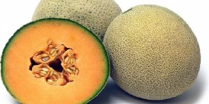 Fresh Cantaloupe Fruit