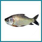 Catla