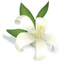 Fresh Jasmine Flowers