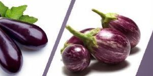 Brinjal