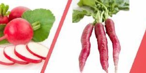 Radish