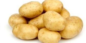Potato