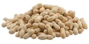 Groundnut