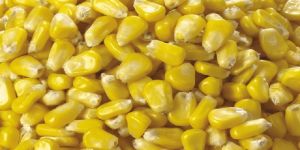 Corn