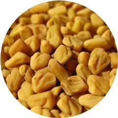 Fenugreek