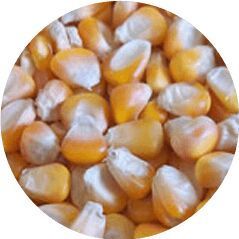Maize