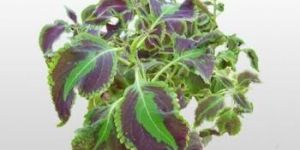 Coleus Extract