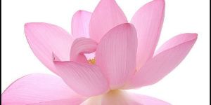 Lotus Oil