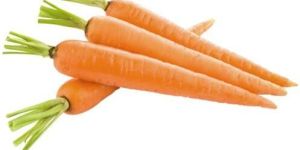 Fresh Carrot