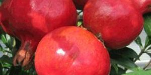 Pomegranate