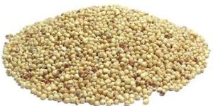 Sorghum