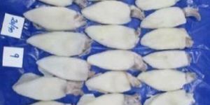 Lolligo/ semi needle squid