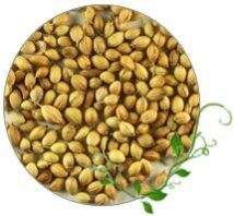 Coriander Seeds