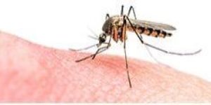 Comprehensive Mosquito Management