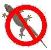 Lizard Control
