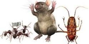Rats Management Solutions