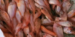 Red Tilapia Fish Seeds