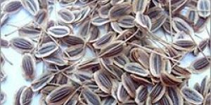 Dill Seed Oil