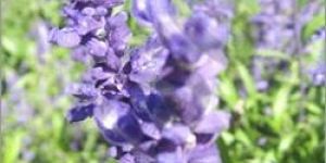 Lavender Oil