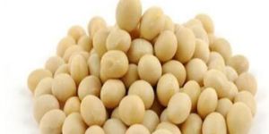Organic Soybean