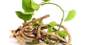 Giloy Roots