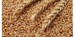 Sharbati Tukdi Wheat