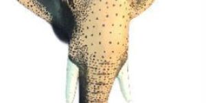 Decorative Fiber Elephant Head with Wall Hanging Hook