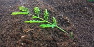 Vermicompost